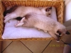 29-kittens-10-wk-001