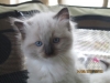 king-en-kittens-6wk-047