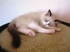 041-kittens-10-wk-014