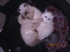 07-king-en-kittens-6wk-054