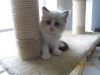 08-king-en-kittens-6wk-034